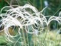 Silver Feather